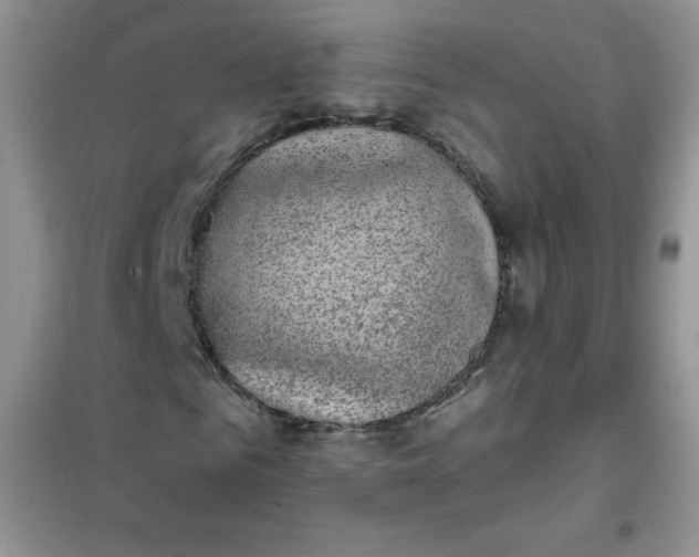 X0000101980961200808011056