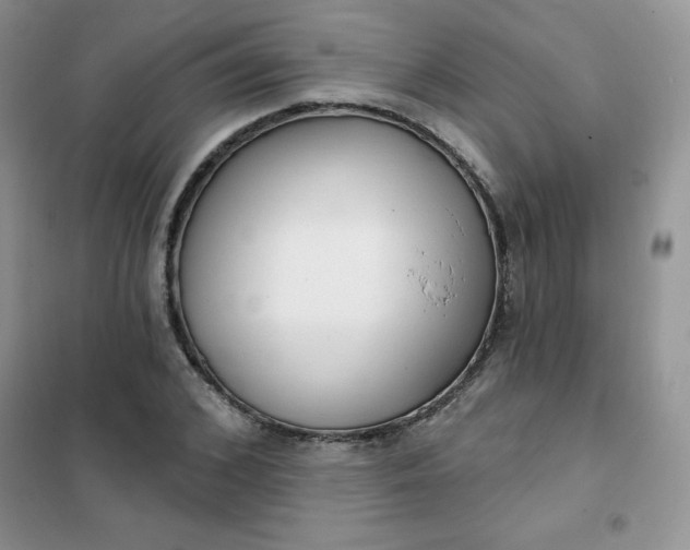 X0000101980976200808011055