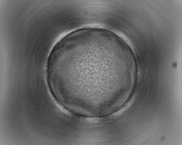 X0000101980989200808011055