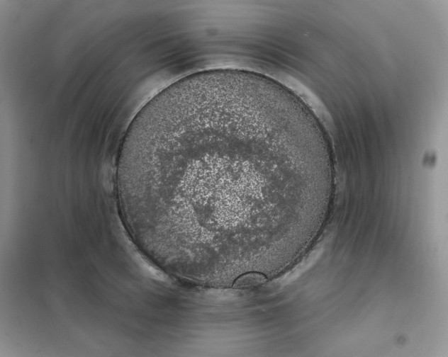 X0000101980993200808011055