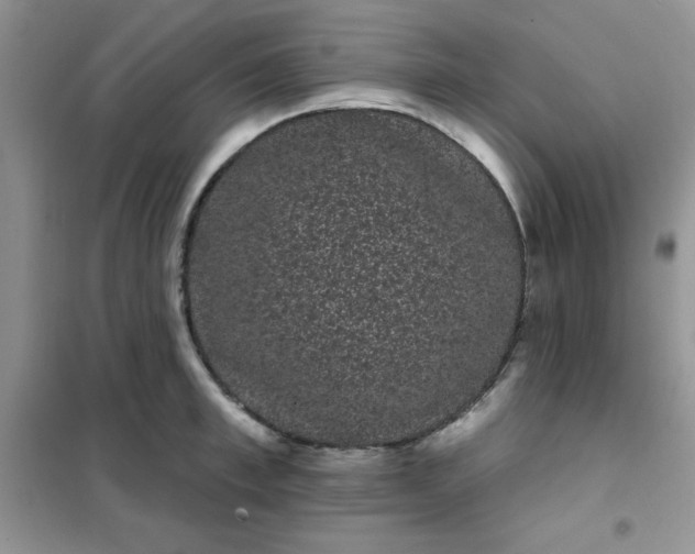 X0000101980997200808011055