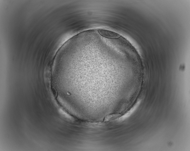 X0000101981001200808011055