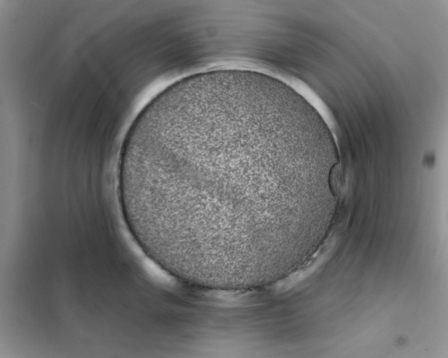 X0000101981005200808011055