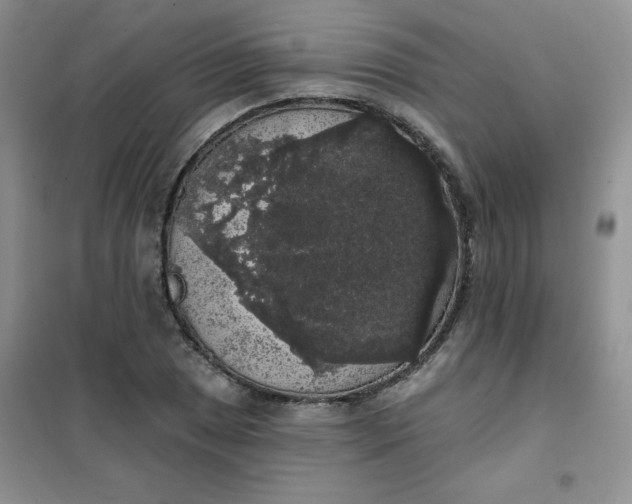 X0000101981025200808011055