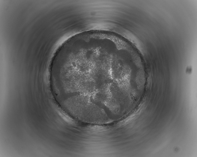 X0000101981027200808011055