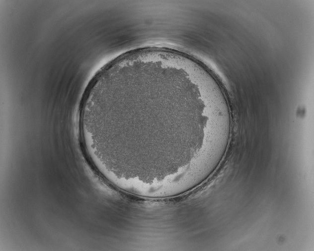 X0000101981032200808011055