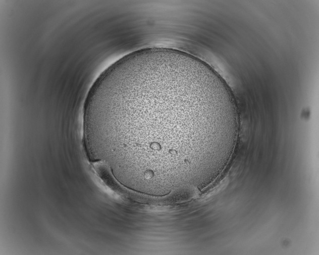 X0000101981036200808011055