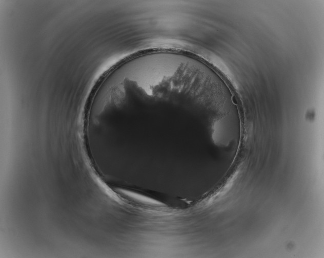 X0000101981037200808011055