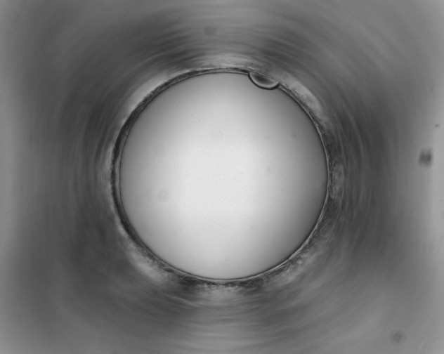 X0000101981039200808011055