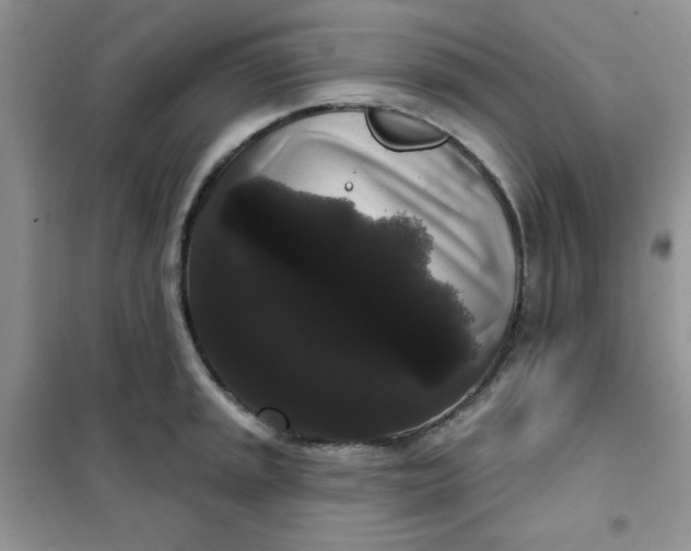 X0000101981045200808011055