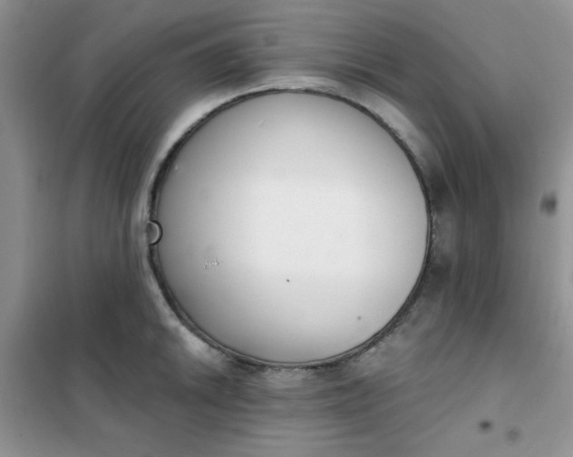 X0000101981046200808011055