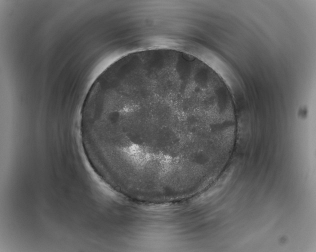 X0000101981047200808011055