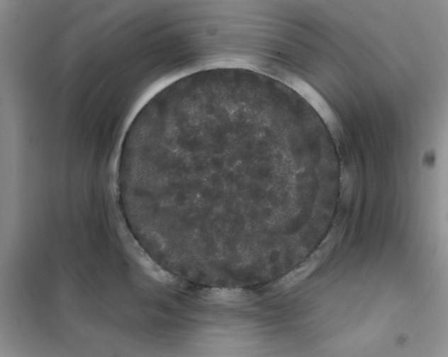 X0000101981052200808011055