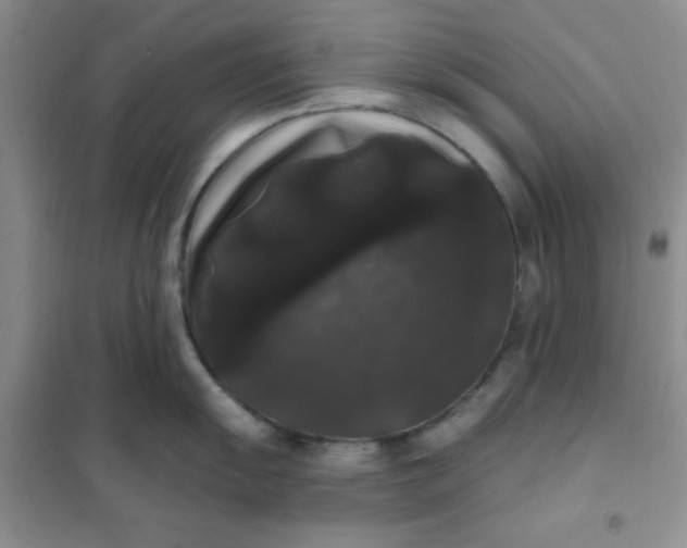 X0000101981055200808011055