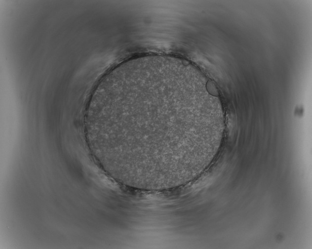 X0000101981057200808011054