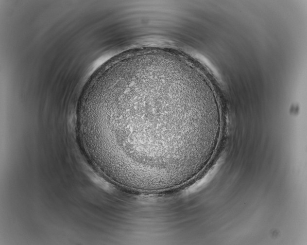 X0000101981065200808011054