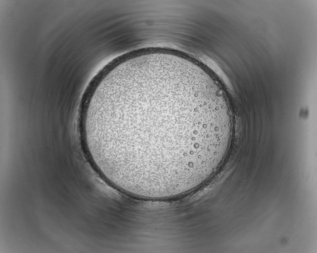 X0000101981068200808011054