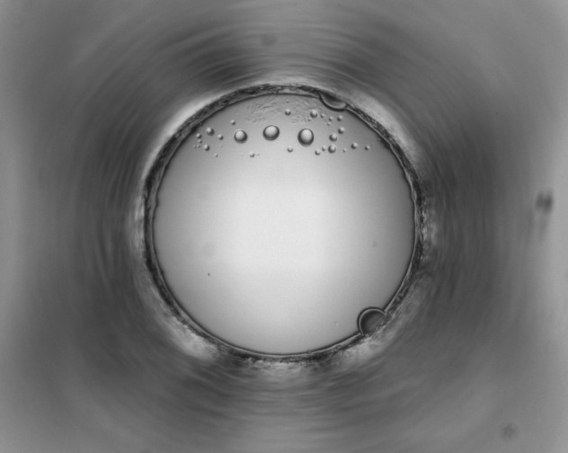 X0000101981076200808011054