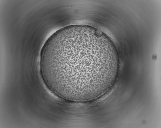 X0000101981079200808011054