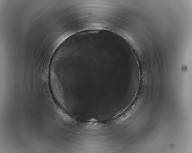 X0000101981081200808011054