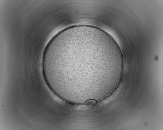 X0000101981093200808011054