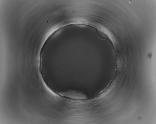 X0000101981095200808011054