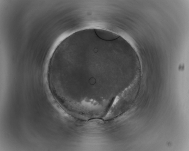 X0000101981104200808011053