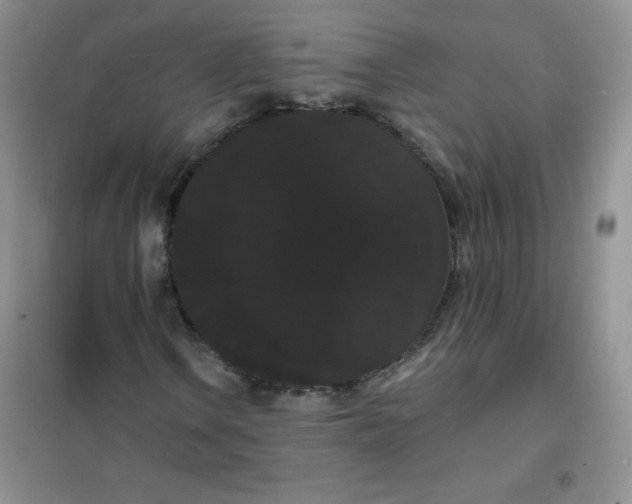 X0000101981106200808011053