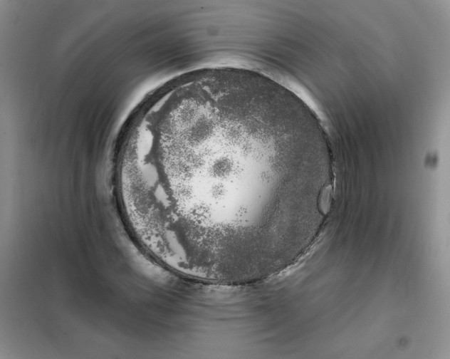 X0000101981116200808011053