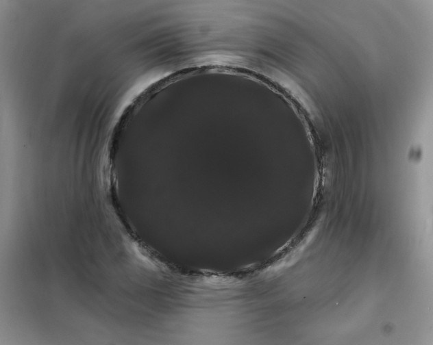 X0000101981117200808011053