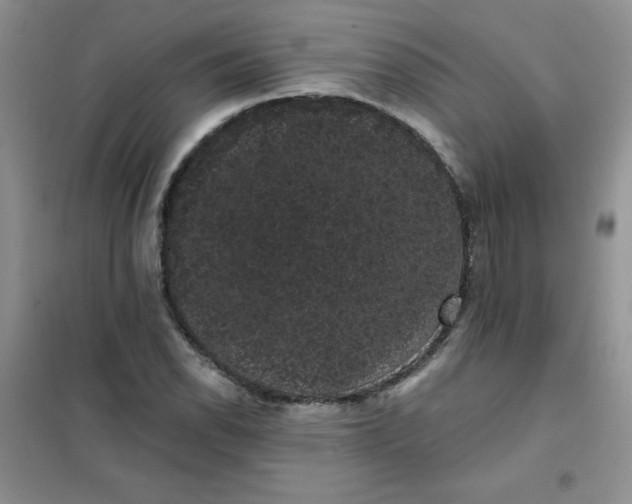 X0000101981118200808011053