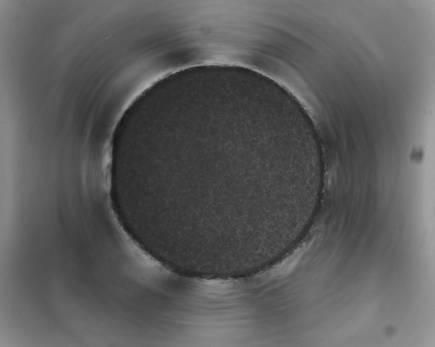 X0000101981126200808011053