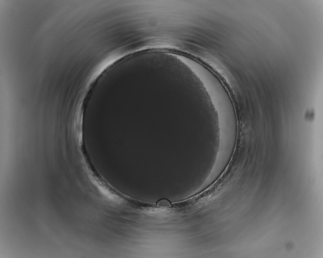 X0000101981127200808011053