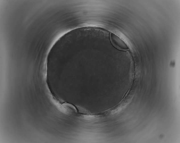 X0000101981132200808011053