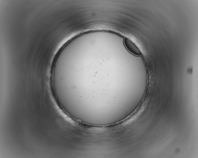 X0000101981134200808011053