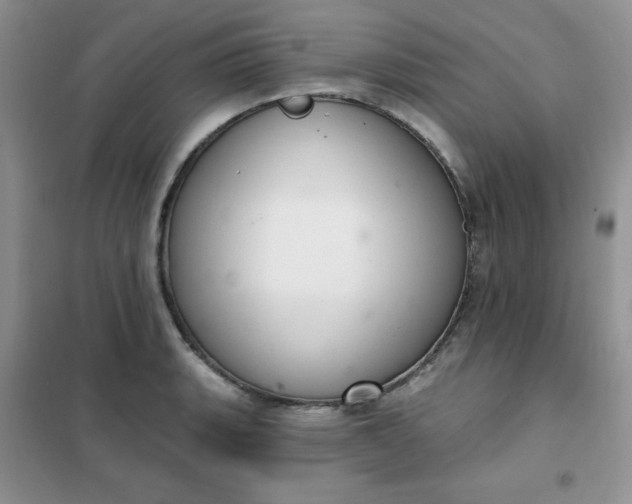 X0000101981135200808011053