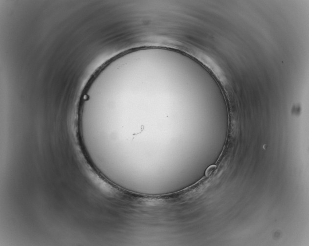 X0000101981136200808011053