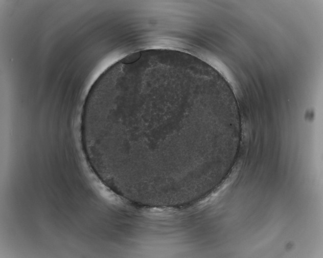 X0000101981138200808011053