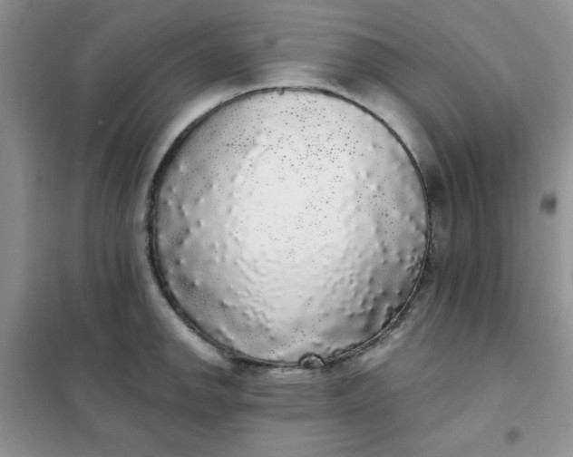 X0000101981142200808011053