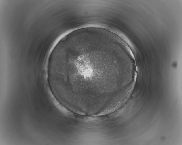 X0000101981148200808011053