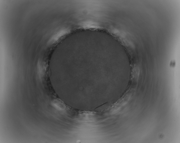 X0000101981157200808011053