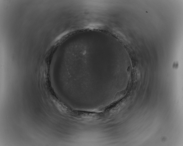 X0000101981158200808011053