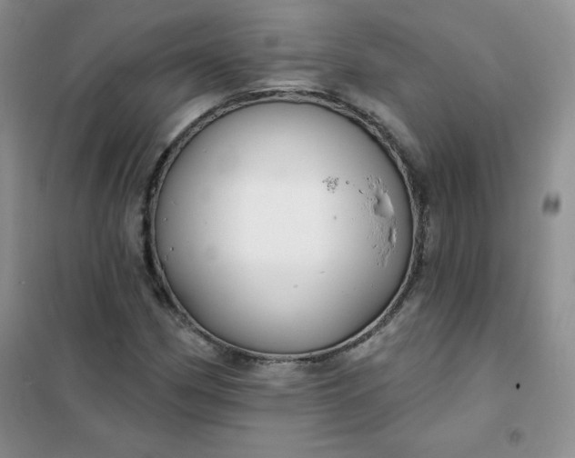 X0000101981162200808011053