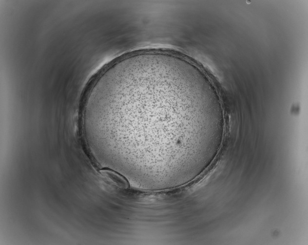 X0000101981165200808011053