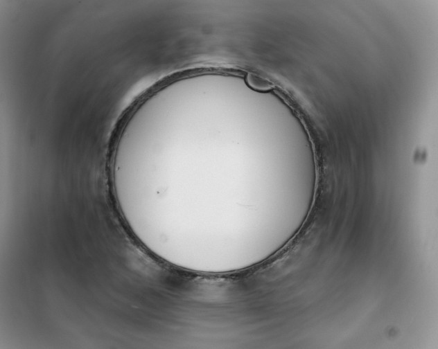 X0000101981168200808011053