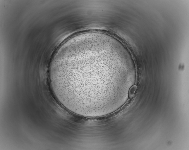 X0000101981169200808011053