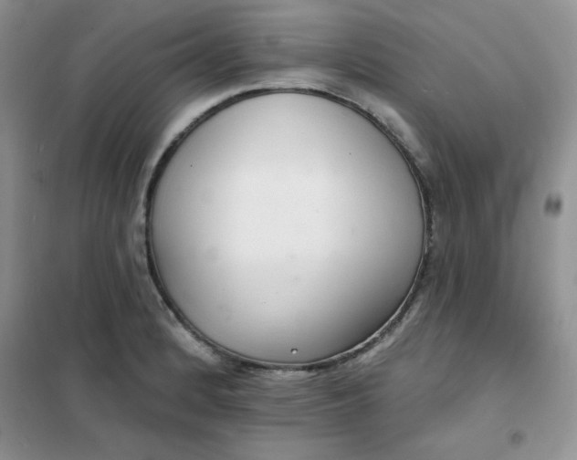 X0000101981184200808011052