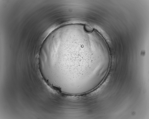 X0000101981185200808011052