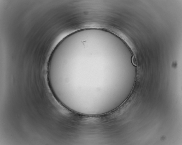 X0000101981187200808011052