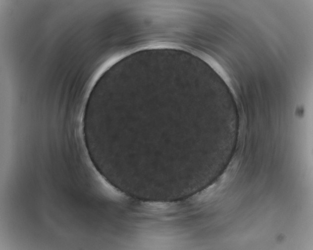 X0000101981197200808011052